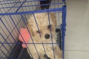 泰迪狗疫苗接种时间及注意事项（泰迪狗疫苗接种频率和提醒）