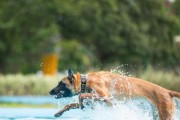 轻松掌握训练马犬的小技巧（让你的马犬成为训练达人的秘诀）