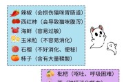 如何正确喂养小奶猫（小奶猫的食物需求及饲养技巧）