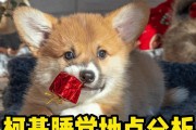 成犬柯基的睡眠需求剖析（柯基狗狗的理想睡眠时长与睡姿）