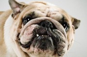 探寻巴哥犬纯种特征及其价格（了解巴哥犬的独特特征，以及购买巴哥犬的经济成本）