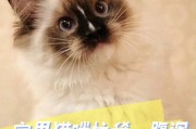 解决宠物狗拉肚子的最有效疗法（科学护理，让宠物恢复健康）
