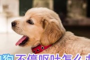 如何处理宠物犬呕吐性疾病（教您如何正确处理犬呕吐性疾病）