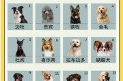 边境牧羊犬（贵宾排第二，厉害了！）