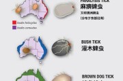 狗的蜱虫危害与预防（了解狗身上的蜱虫，保护我们的爱宠健康）