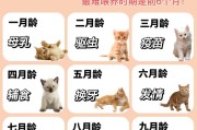 塞尔凯克卷毛猫的饲养方法（了解这些，让你的猫咪健康快乐）