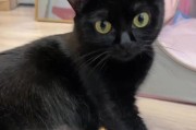 猫怀孕后的饮食需求
