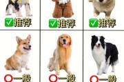 选择合适的狗狗品种，养就对了（7种推荐狗狗品种，完美适应你的生活）
