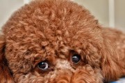 泰迪成年后的寿命究竟有多长？（揭秘泰迪犬寿命的秘密，为你的爱宠提供更好的关怀）