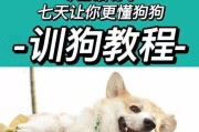 如何训练你的泰迪犬（宠物犬的基本训练方法和技巧）