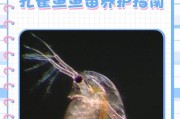 孔雀鱼小鱼苗的成长过程（揭秘孔雀鱼从幼苗到成鱼的蜕变奇迹）