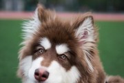阿拉斯加犬换毛注意事项（如何正确照顾阿拉斯加犬的换毛期）