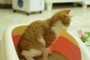 公猫为何乱拉屎的原因（探寻公猫乱拉屎的行为背后的原因）