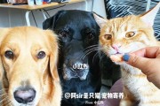 金毛犬不仅吃肉，多吃蔬菜也有益身体健康（金毛犬的营养需求和蔬菜的重要性）