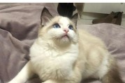 选择适合家庭的猫咪品种，减少毛发脱落问题（以什么猫掉毛最少，帮您打造无忧清洁的家居环境）