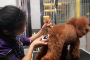 解决狗狗身上臭味的方法（臭味来源及除臭小妙招）