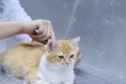 猫狗掉毛怎么办？15个方法告诉你！（宠物家长必看，掌握这些方法轻松解决掉毛难题）