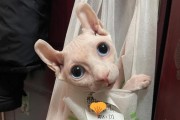 如何养护你的斯芬克斯猫？（宠爱你的斯芬克斯猫从这里开始）