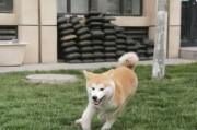 养一只秋田犬（四大优点让人无法抗拒，秋田犬的魅力）