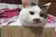 猫的如厕行为及其特征（探究猫咪如何寻找厕所和顺畅排泄的技巧）