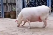 1个多月的狗狗应该吃什么？（营养均衡的食物对幼犬成长至关重要）