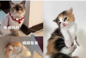 猫咪性格（揭开猫咪性格的秘密，探寻先天和后天的影响因素）