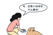 可卡犬的常见坏习惯及预防方法（养犬初学者必读，提前预防让可卡犬更好相处）