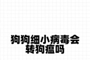 狗狗为什么容易得细小？（探究细小病毒对狗狗的影响及预防方法）