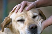 拉布拉多犬免疫失败的原因探究（从宠物主体角度分析拉布拉多犬免疫失败的主要原因）