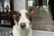 边牧为什么哭？（探究边牧犬哭泣的原因及解决方法）