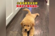 金毛脚味重（深入探究金毛犬脚趾的异味源头以及解决之道）