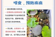 锦龟在水中生存的时间有多久？（揭秘锦龟离开水的生存能力及其关键因素）