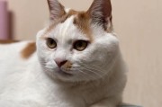 母猫绝育（关于母猫绝育的利与弊，你需要知道的一切）
