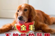 狗狗食欲大开的秘密曝光（揭秘让狗狗胃口大增的食物以及注意事项）