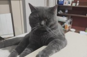 三个月小猫的饮食需求（探索三个月小猫的饮食需求及注意事项）
