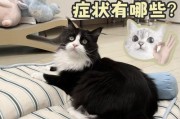 养小奶猫需要准备什么东西（为你的小奶猫提供一个舒适的生活环境）