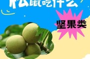 黄山松鼠的日常食物及其为食物（探索黄山松鼠饮食习性，了解它们偏爱的食物种类和特点）