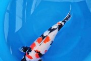 锦鲤为什么颜色变浅？（探索锦鲤颜色变浅的原因和影响）