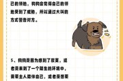 狗狗眼神中的秘密（狗狗的视线交流方式及其背后的含义）