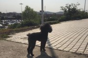 泰迪狗狗为什么讨厌某些颜色？（探究泰迪狗狗厌恶特定颜色的原因及其影响）