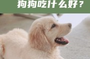 给小狗提供营养丰富的食物（帮助你选择适合小狗的健康食物）