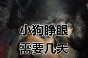狗狗的生产周期（狗狗生狗仔的周期及关键信息）