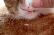 猫咪的牙齿换新时刻（了解猫咪换牙的关键信息及注意事项）