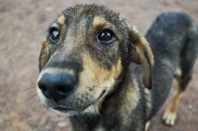 犬瘟病（探究犬瘟病的主要症状，及其治疗方法）