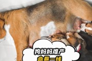 狗狗难产的危险性及处理方法（狗狗难产的原因、症状及如何保护它们）