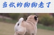 给狗狗提供健康饮食的关键（了解狗狗饮食需求，保障其身体健康）