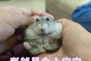 仓鼠的成长历程（了解仓鼠生长过程，关注成长的每一步）