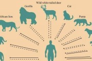 养猫咪需谨记消毒，守护宠物健康（消毒是预防病原微生物的必要措施）