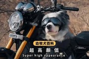边牧狂叫的原因及解决方法（了解边牧狂叫的背后原因，帮助你有效解决问题）