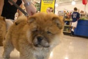 揭秘松狮犬皮肤的颜色之谜（以松狮犬为例，了解犬类皮肤颜色的特点与变异）